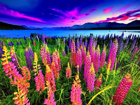 Flowers at sunset - beach, sky, sundown, water, field, sunset, purple, clouds, lupin, mountain, shore, nature, blue, colors, flowers, sea, sunrise