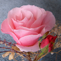 pink rose