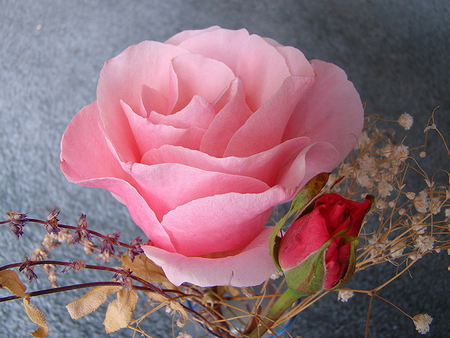 pink rose - rose, wp, lovely, pink