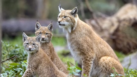 The lynx effect - cubs, animal, lynx, cat