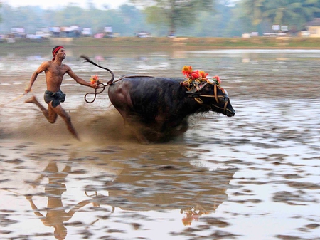 Buffaol race - race, running, water, buffalo