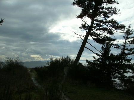 Overlooking the Bay - dour, trees, gray, drab, gray skies, gloomy, washington, bay