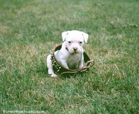 GREAT EXPECTATIONS - collar, cute, big, puppy