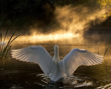 GOLDEN SWAN - swan, golden, sunset, fly