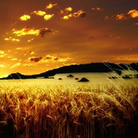 GOLDEN WHEAT