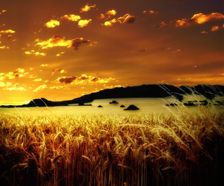 GOLDEN WHEAT - wheat, grain, fields, skys, golden