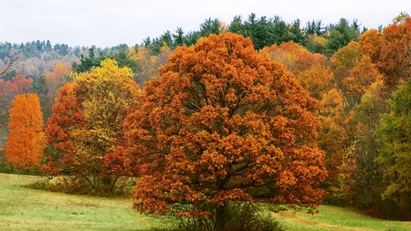 autumn - hd, colors, of autumn, beautiful