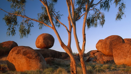 boulders or balls - tree, boulders, desert, grass