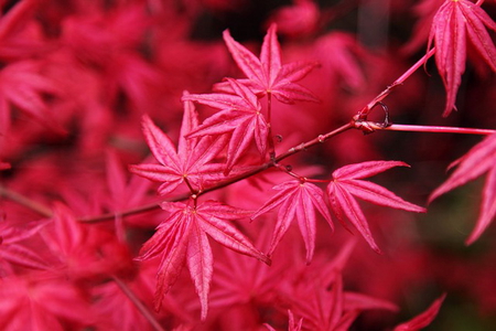 VIVID AUTUMN LEAVES