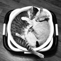 cat soup ;-)