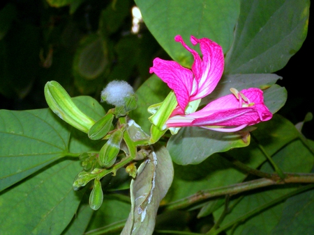 Wonderful flower - flowers, wonderful, flower, nature