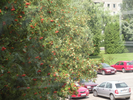 through the hospital window - nature, ashberry, ash, beautiful