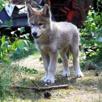 Little wolf pup