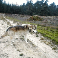 Lonly Wolf raised by Humans