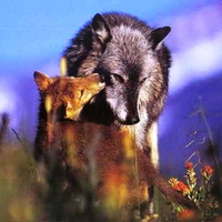 Wolf mother and pup