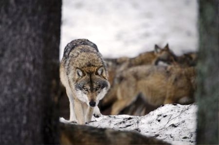 I'm looking at you - wolf, nature, wolves, snow, animals, dogs, pack