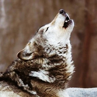 Howling Wolf