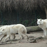 White Wolves captured