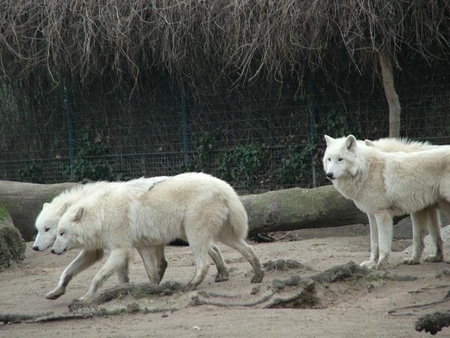 White Wolves captured - white, nature, captured, arctic, animals, wolves