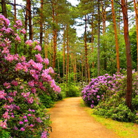 Flower alley in park