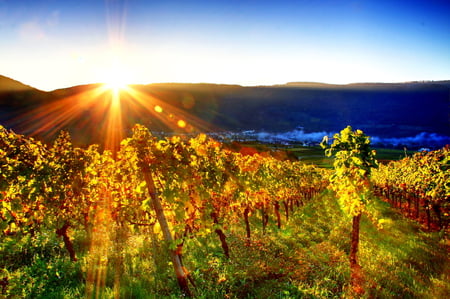 Sunshine over the vineyard