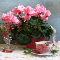 Cyclamen persicum - still life