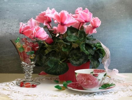 Cyclamen persicum - still life - cyclamen, spring, lace, tea, pink, still life, natural, flowers, nature, arrangement, gift, glass, cup