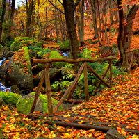 Autumn forest