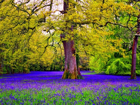 Forest bluebells - pretty, bluebells, summer, beautiful, spring, forest, lovely, tree, flowers, nature, nice, floral