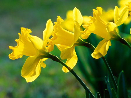 Delightful daffodils - month, sunny, yellow, green, march, flower, daffodil