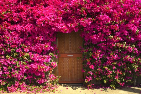 Door in Flowers - flowers, door, picture, beautiful, pink