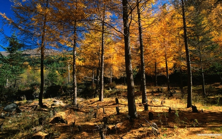 Autumn Forest - sky, forest, nature, mountain, autumn