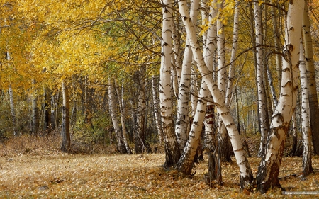 Birch Trees Forest - forest, field, trees, nature, autumn