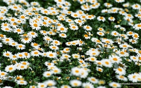 Daisies Daisies and More Daisies - nature, sun, field, flowers, grass