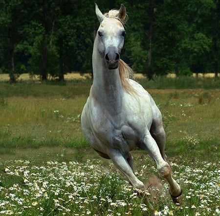 Grey Arabian - oriental, arabian, white, horses, gray