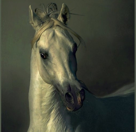 Southern Majesty - oriental, arabian, grey, white, horses