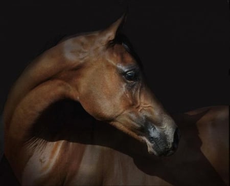 Who? Me? - horses, brown, oriental, arabian, bay