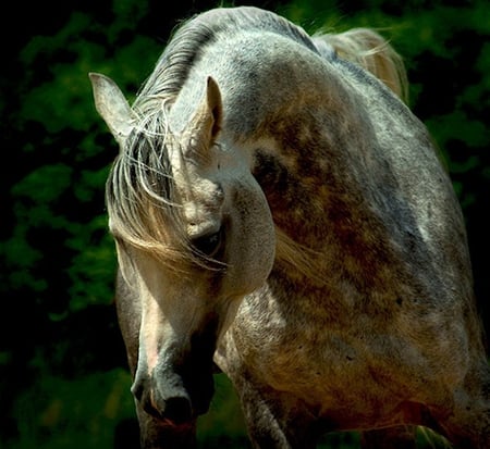 God's Horse - horses, oriental, arabian, grey