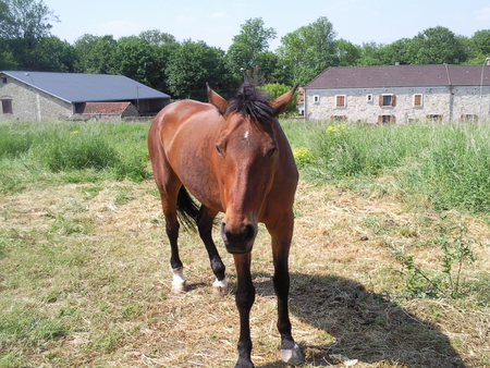 cheval - animal, cheval, ormesson, horse