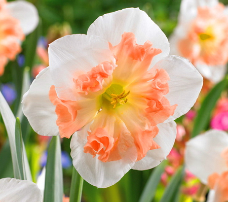 Tangerine and white - white, orange, flower, daffodil, hybrid