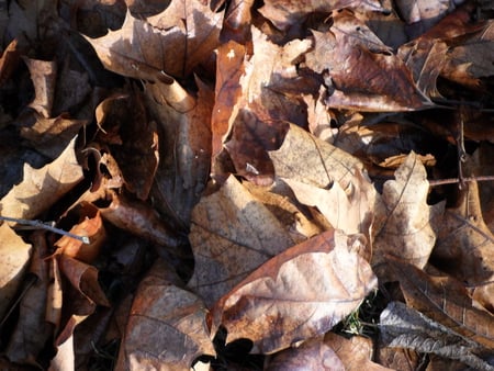 Leaves - ground, nature, leaves, brown