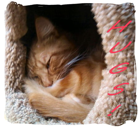 Tigger - orange, cute, cat, hugs