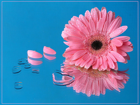 Pink reflection - reflection, pink, petals, blue, flower, gerber