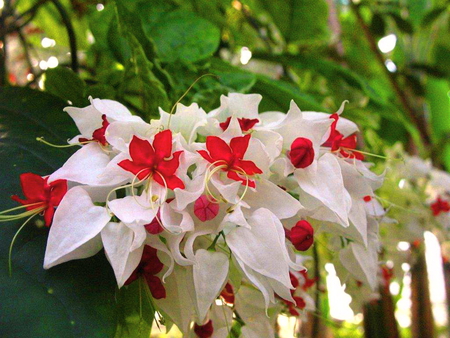 Beauty in red and white