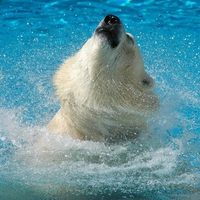 Wet Polar Bear