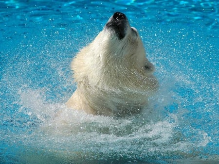 Wet Polar Bear - polarbear, bear, wet, water, pb