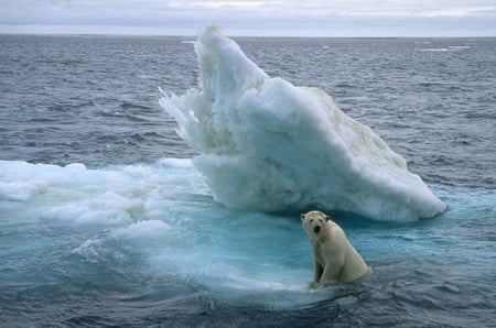 Nanu stranded - ice, nanu, stranded, bear, flow, polar bear, water, polar