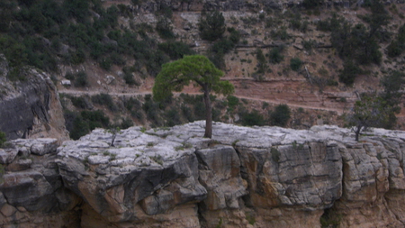 Life from Stone - life, tree, grand canyon, nature