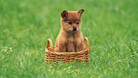 Cute dog - friend, animal, puppy, basket, loyal, dog, grass