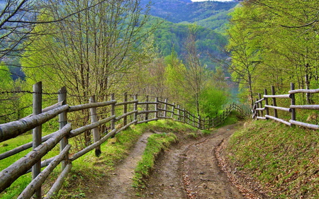 Path - path, tree, nature, fence